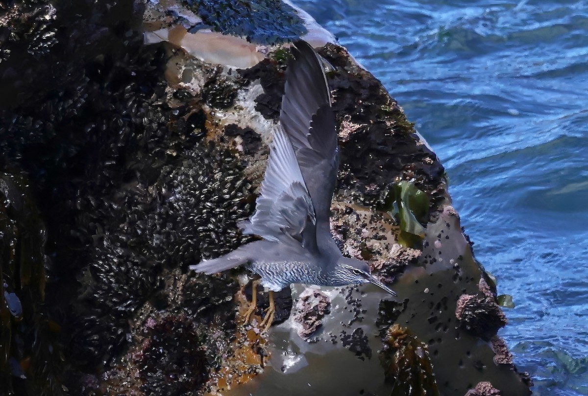 Wandering Tattler - ML617988838