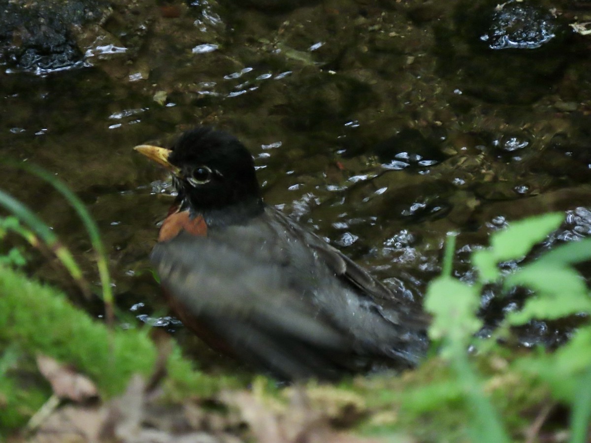 American Robin - ML617988843