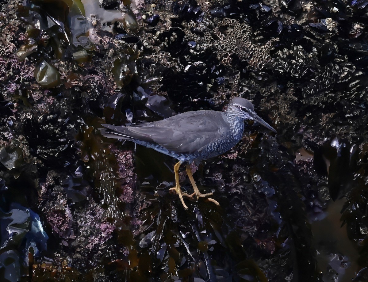 Wandering Tattler - ML617988846