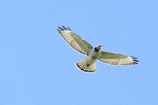 Broad-winged Hawk - Tomohide Cho