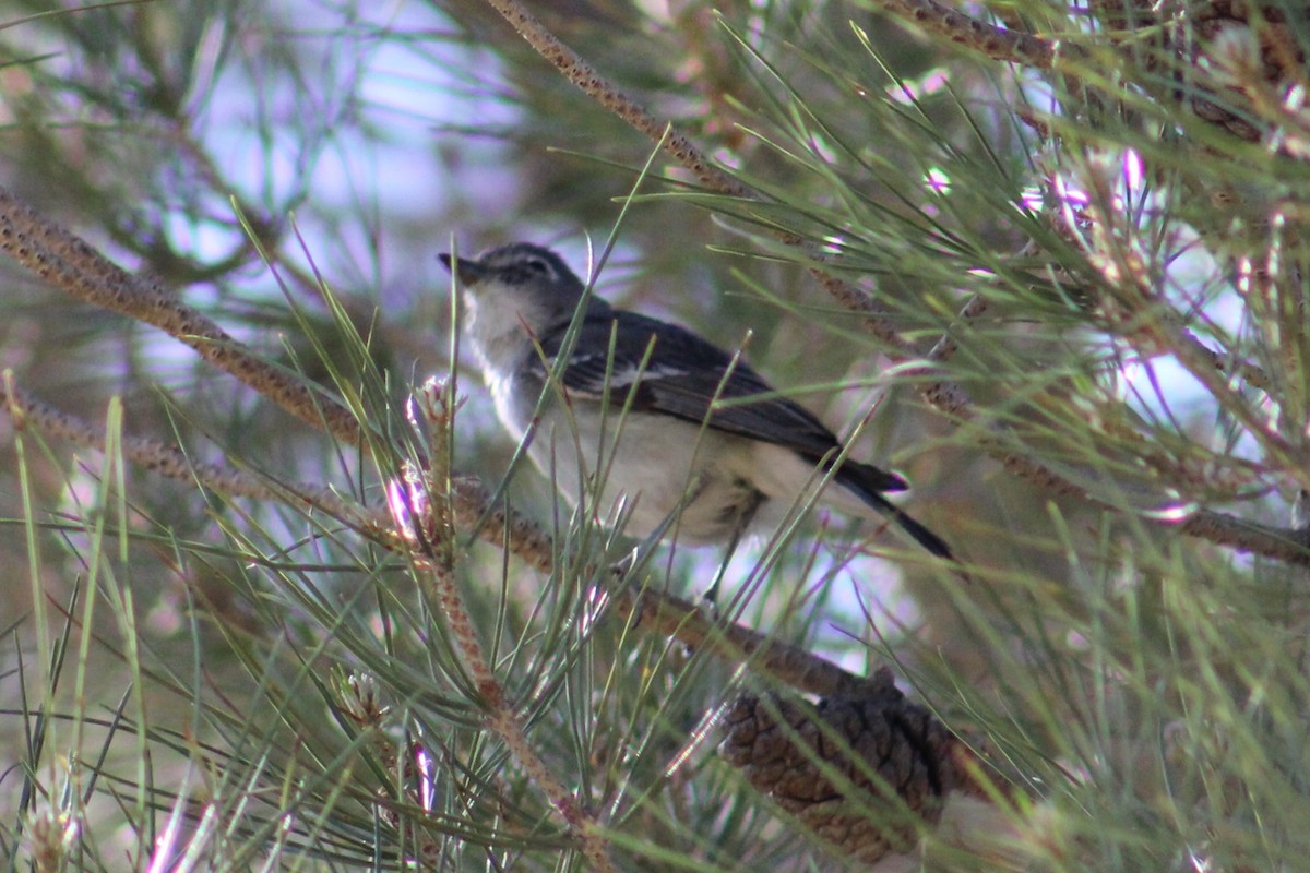 Plumbeous Vireo (Plumbeous) - ML617988921