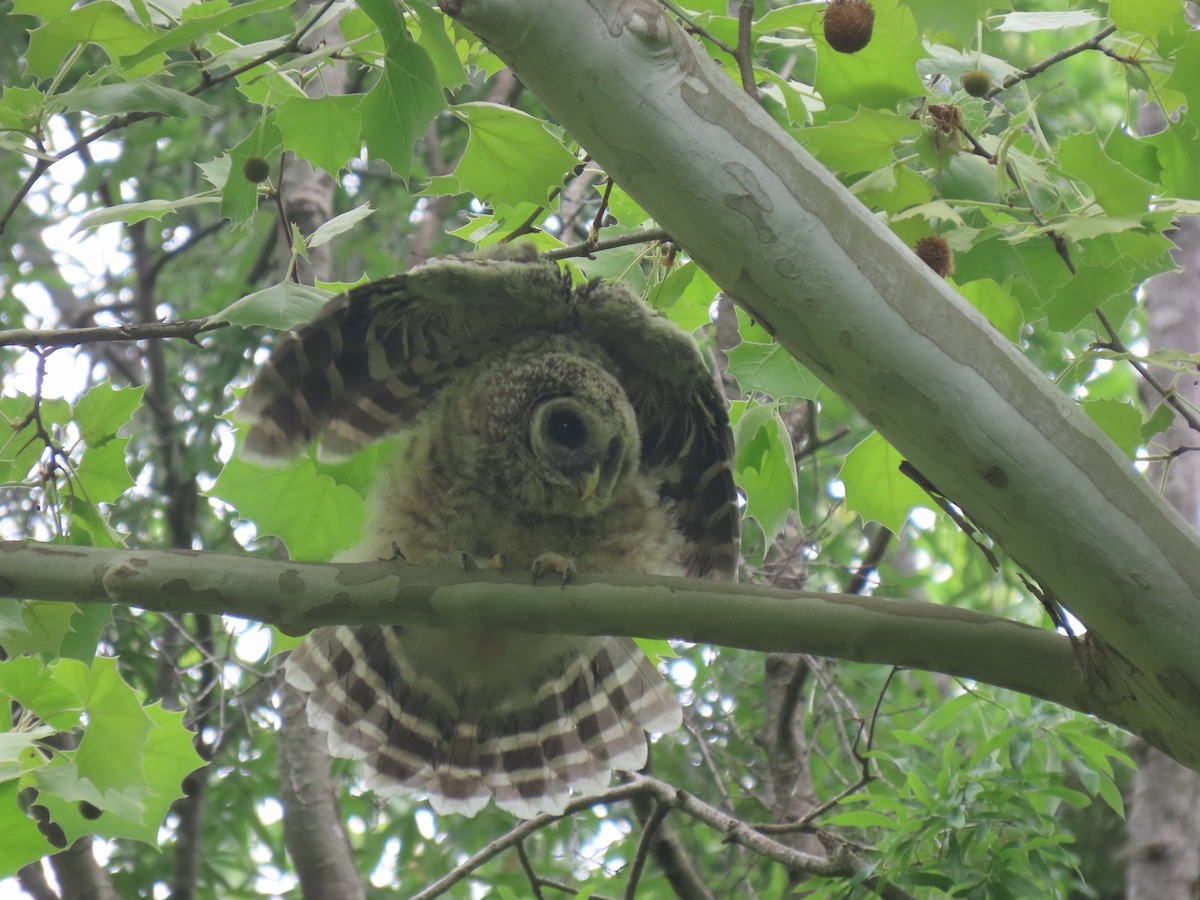 Barred Owl - ML617988933