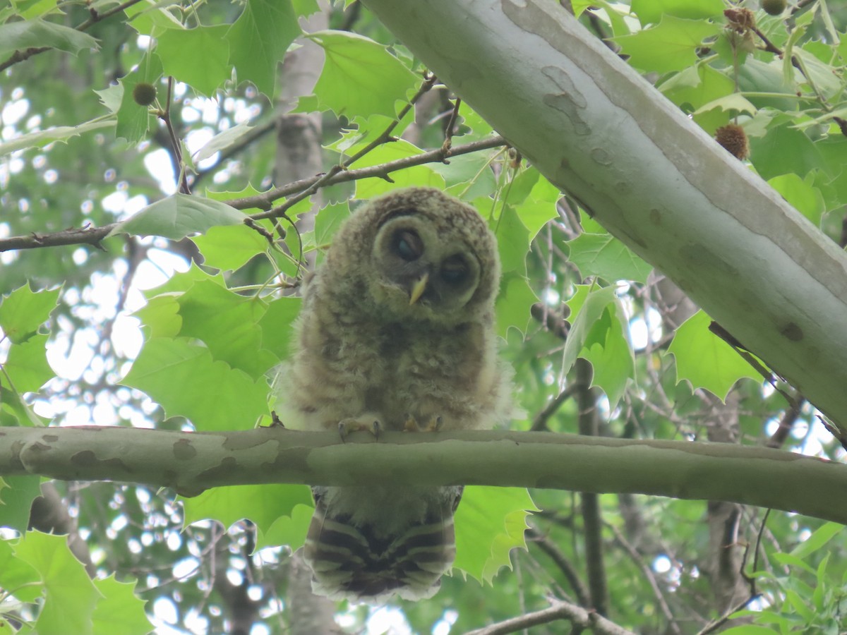 Barred Owl - ML617988935