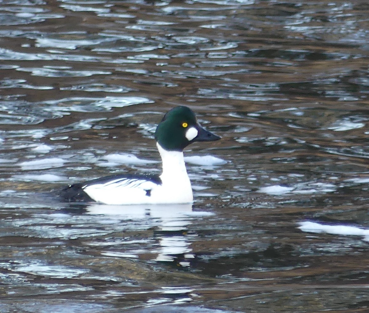 Common Goldeneye - ML617988952