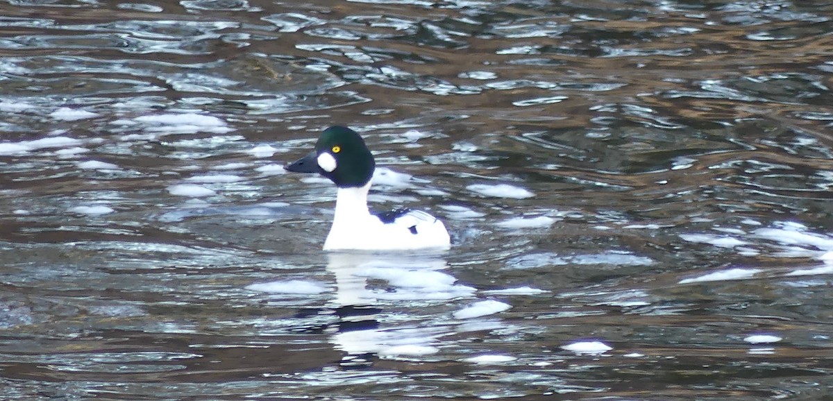 Common Goldeneye - Jacynthe Fortin