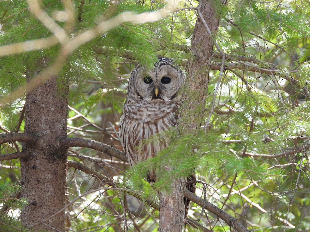 Barred Owl - ML617988970