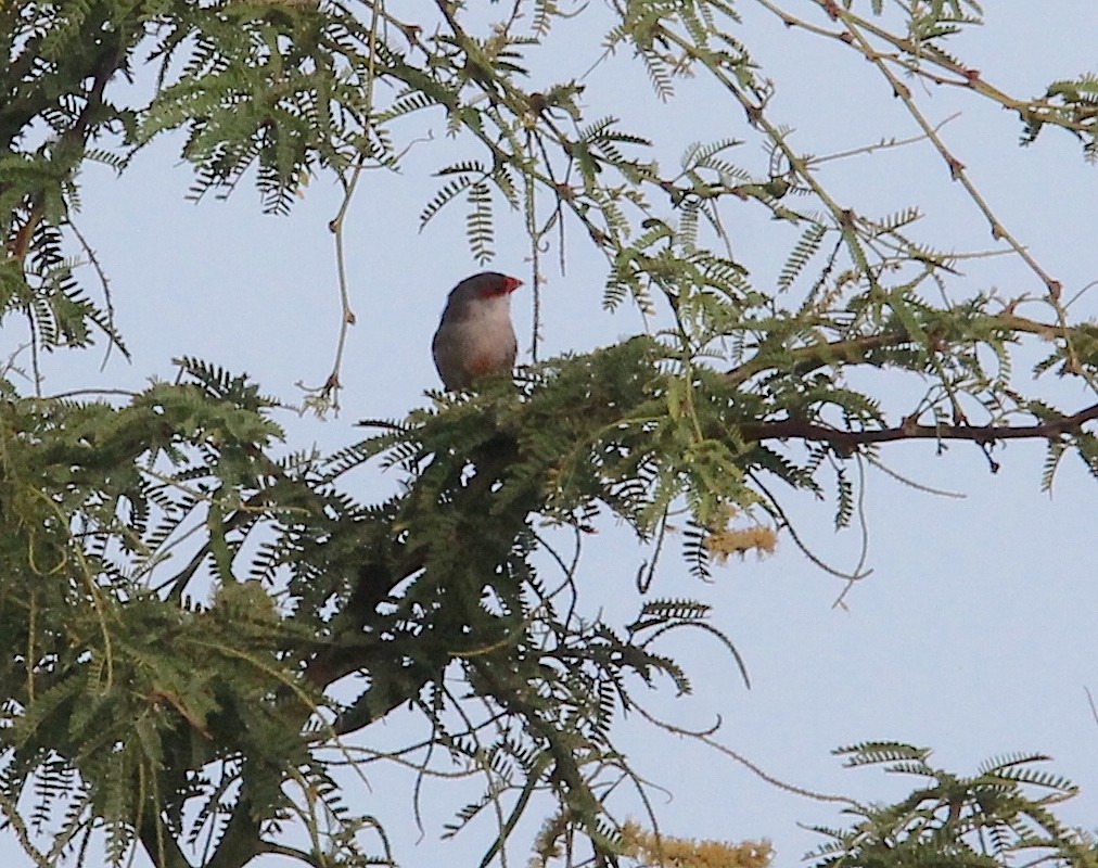 Common Waxbill - ML617988977