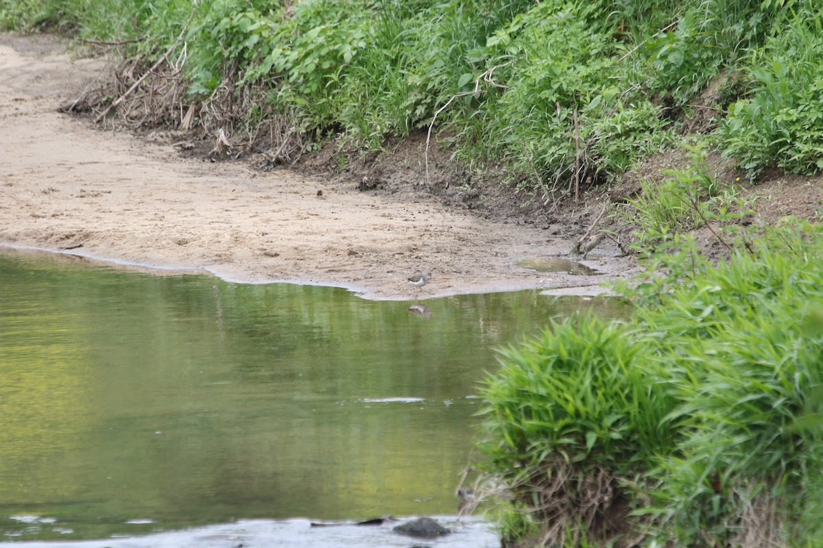 Spotted Sandpiper - Christian Ayers