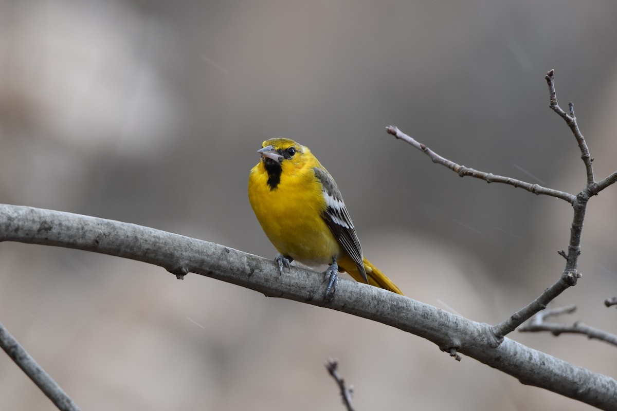 Bullock's Oriole - Daniel Pearson