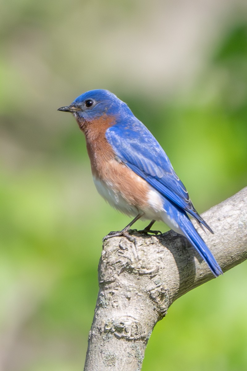 Eastern Bluebird - Nadine Bluemel