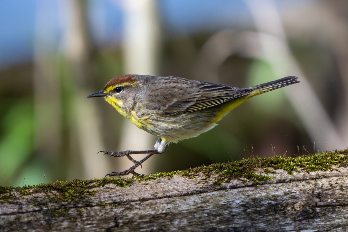 Palm Warbler - ML617989156