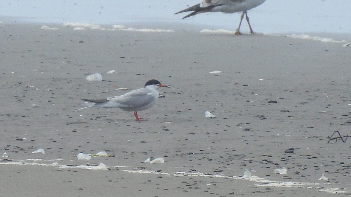 Forster's Tern - ML617989157