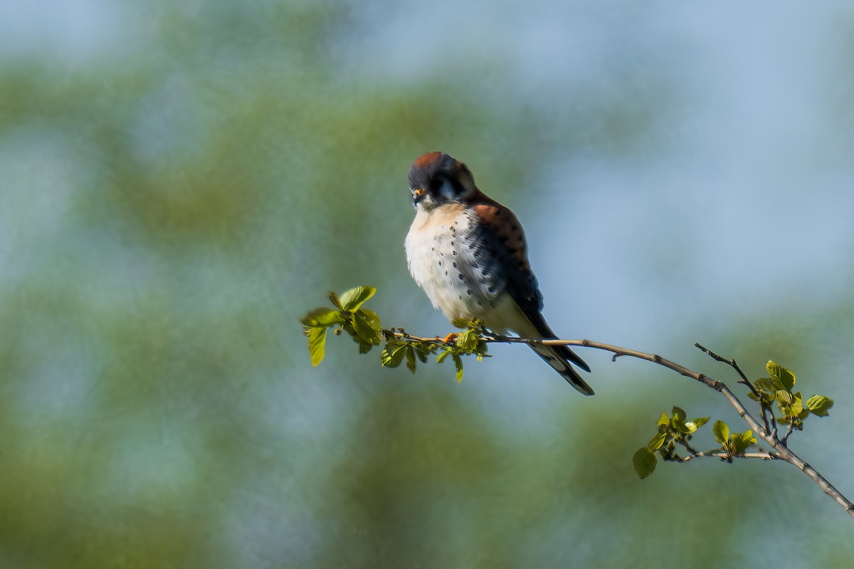 American Kestrel - ML617989163