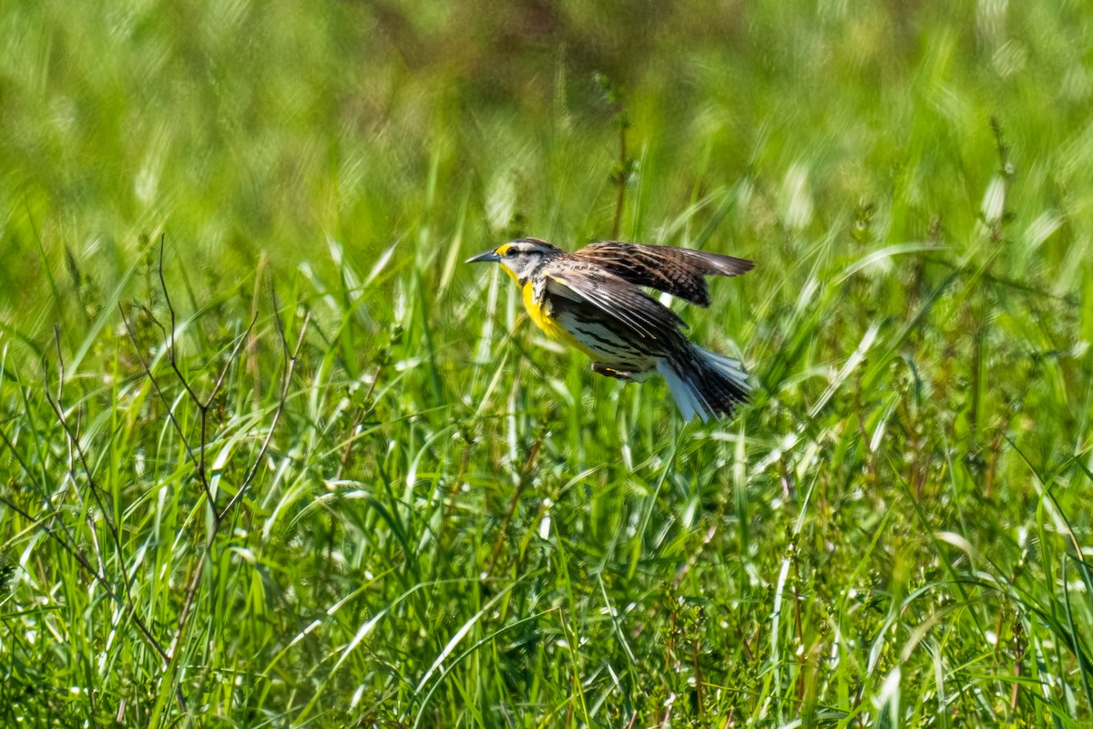 Eastern Meadowlark - ML617989170