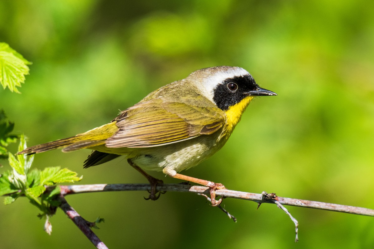 Common Yellowthroat - ML617989181