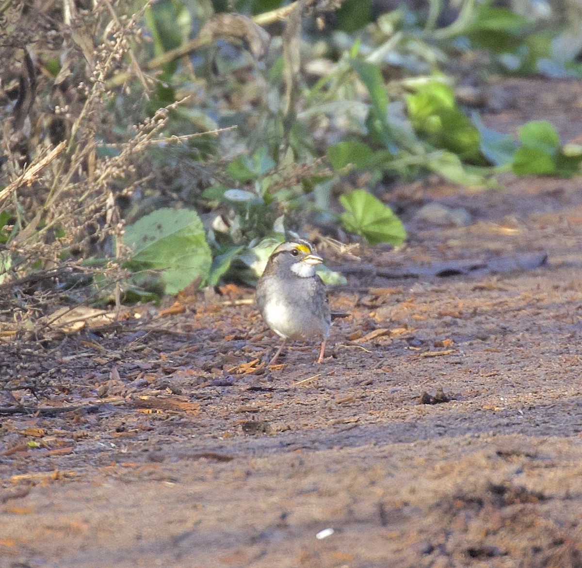 White-throated Sparrow - Ron Wilson