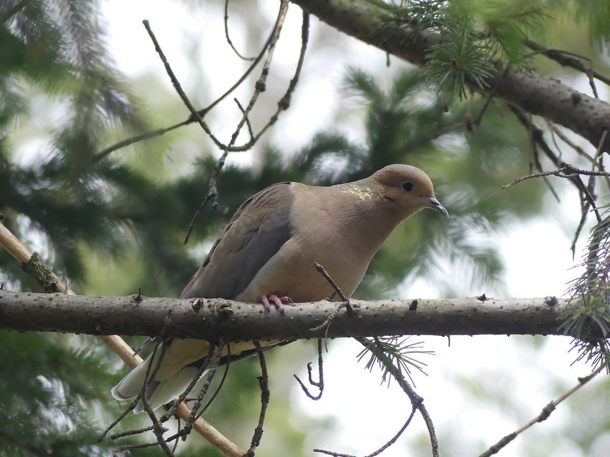 Mourning Dove - ML617989198