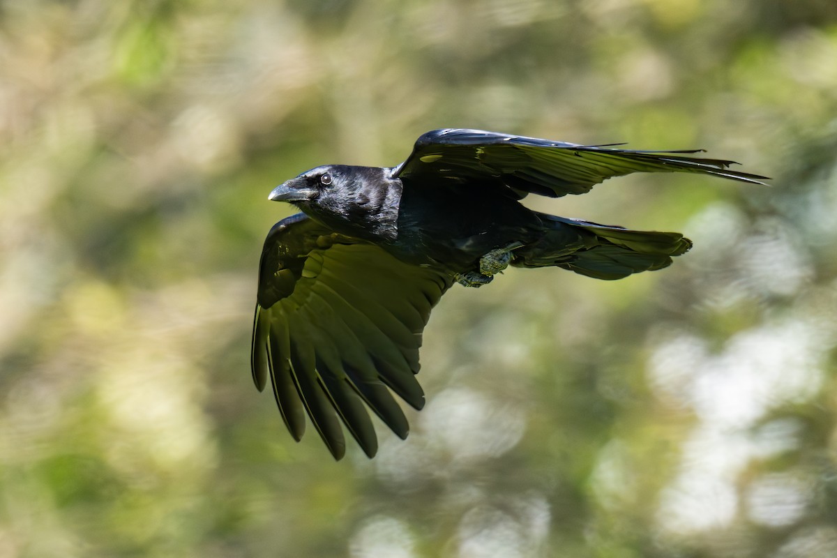 American Crow - ML617989201