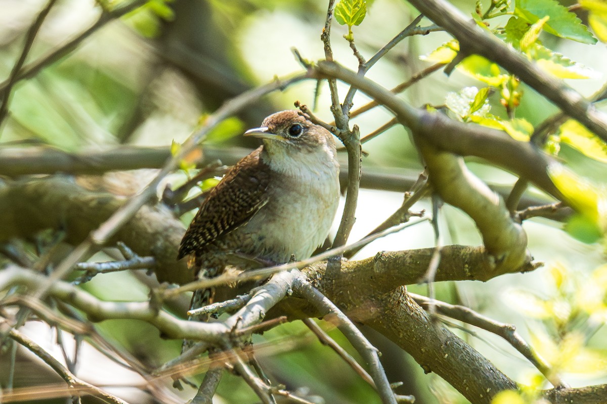 House Wren - ML617989213