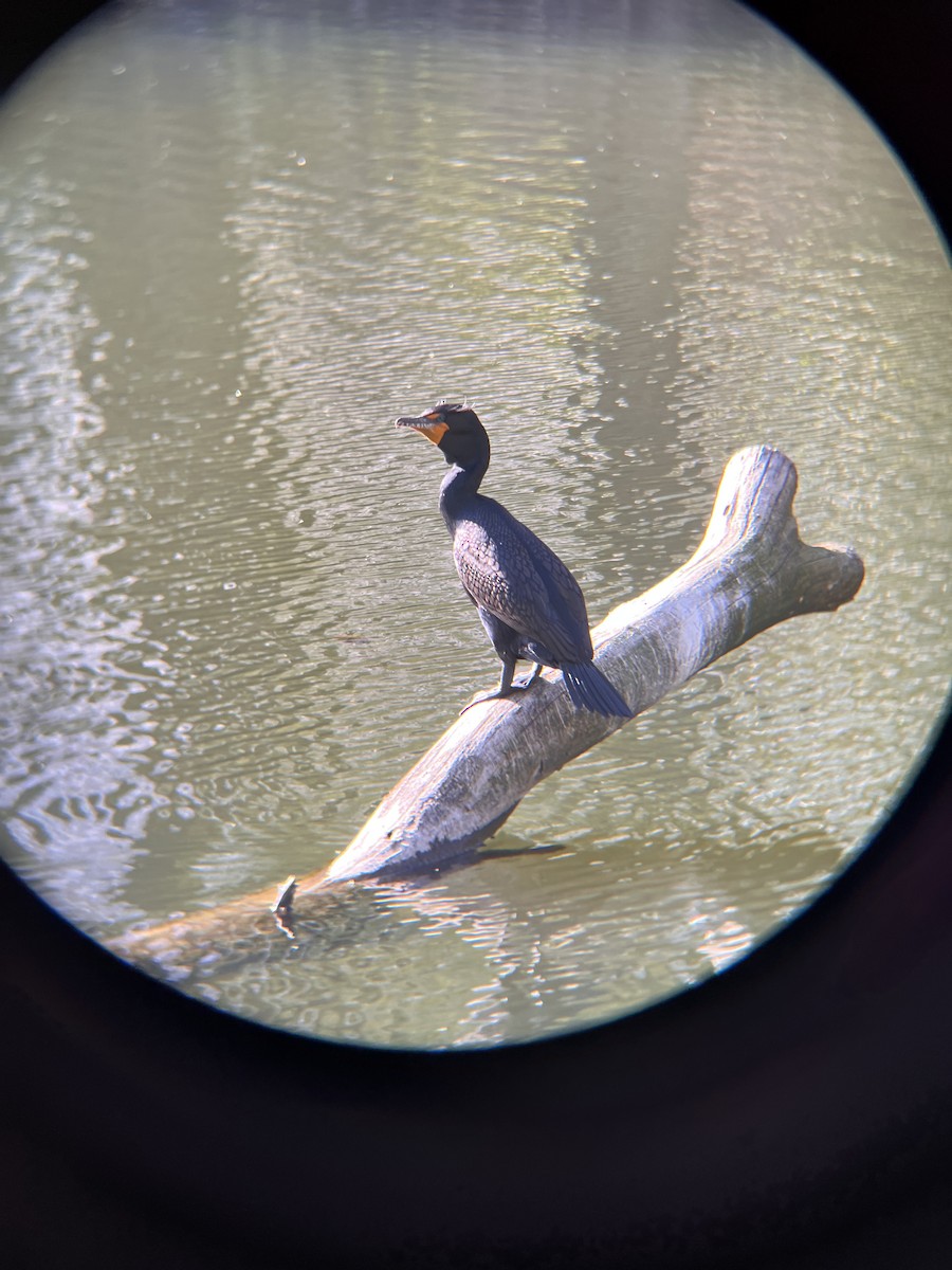 Double-crested Cormorant - Nathan Vice