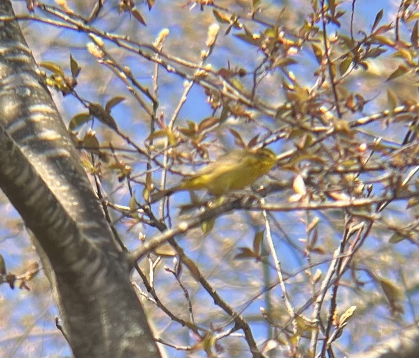 Paruline à couronne rousse - ML617989241