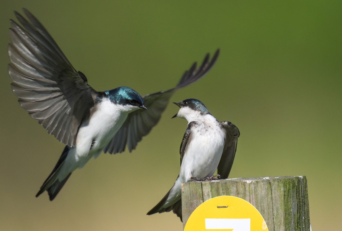 Tree Swallow - ML617989250