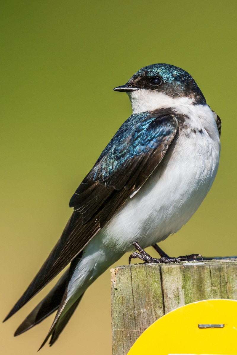 Tree Swallow - ML617989251