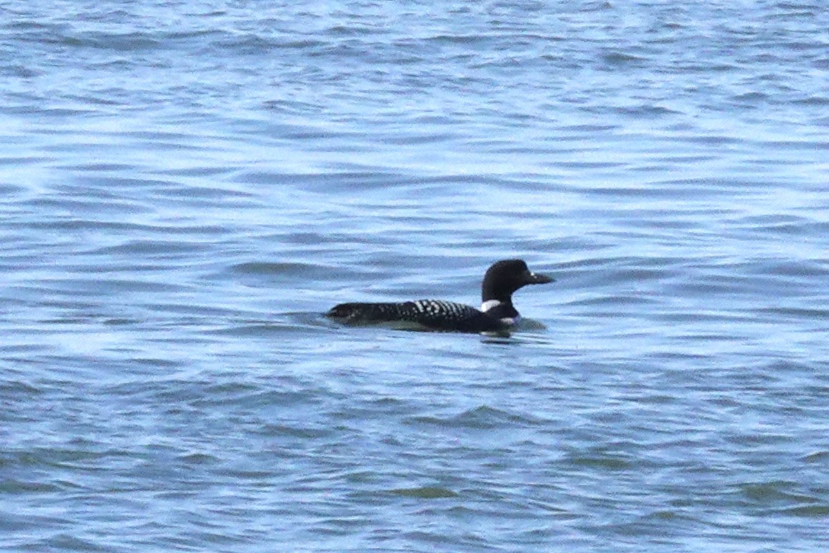 Common Loon - ML617989261