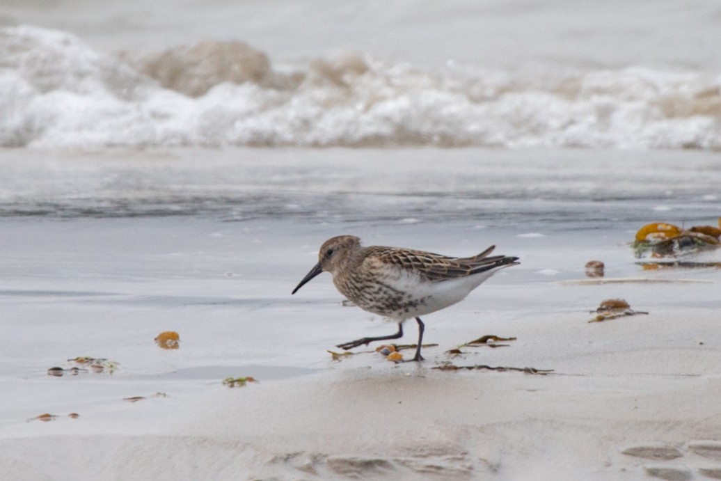 Dunlin - ML617989266