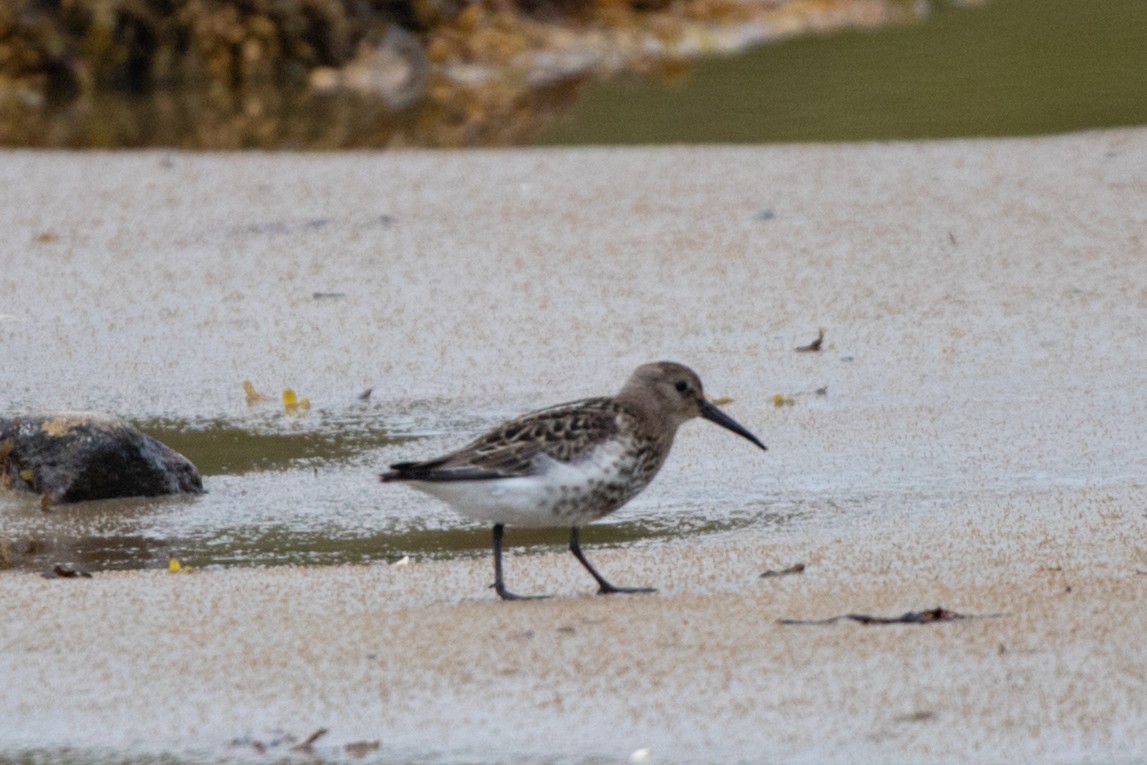 Dunlin - ML617989294