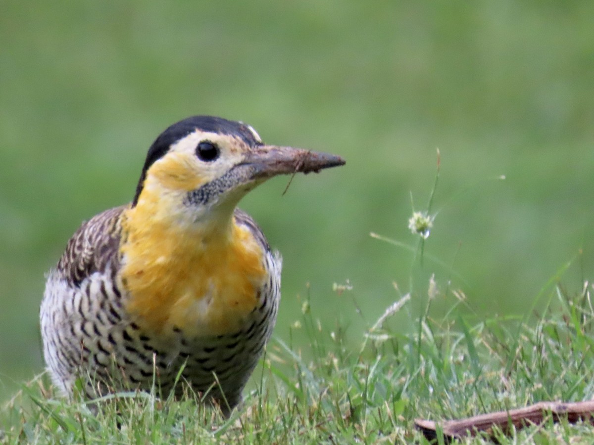 Campo Flicker (Field) - ML617989341