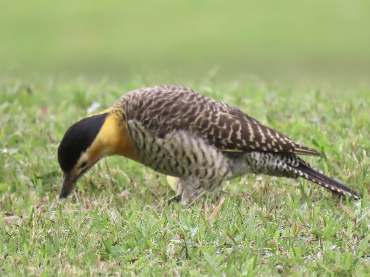 Campo Flicker (Field) - ML617989349