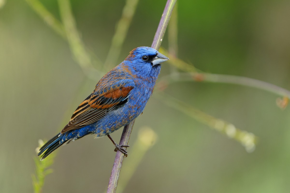 Blue Grosbeak - ML617989382