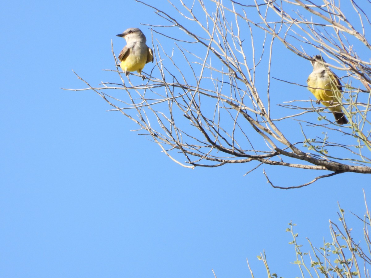 Western Kingbird - ML617989425