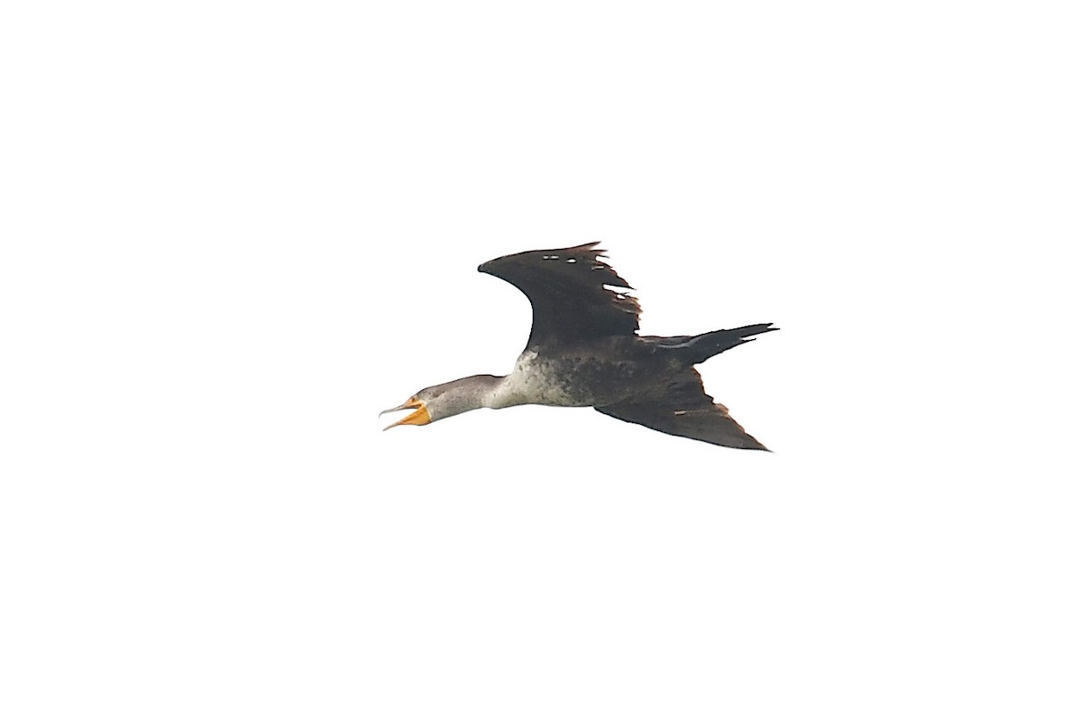 Double-crested Cormorant - ML617989429
