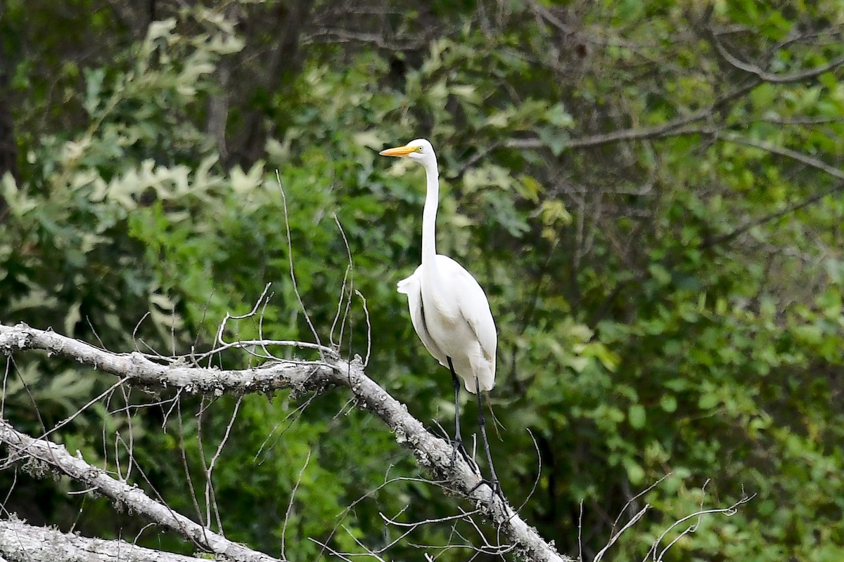 Great Egret - ML617989450