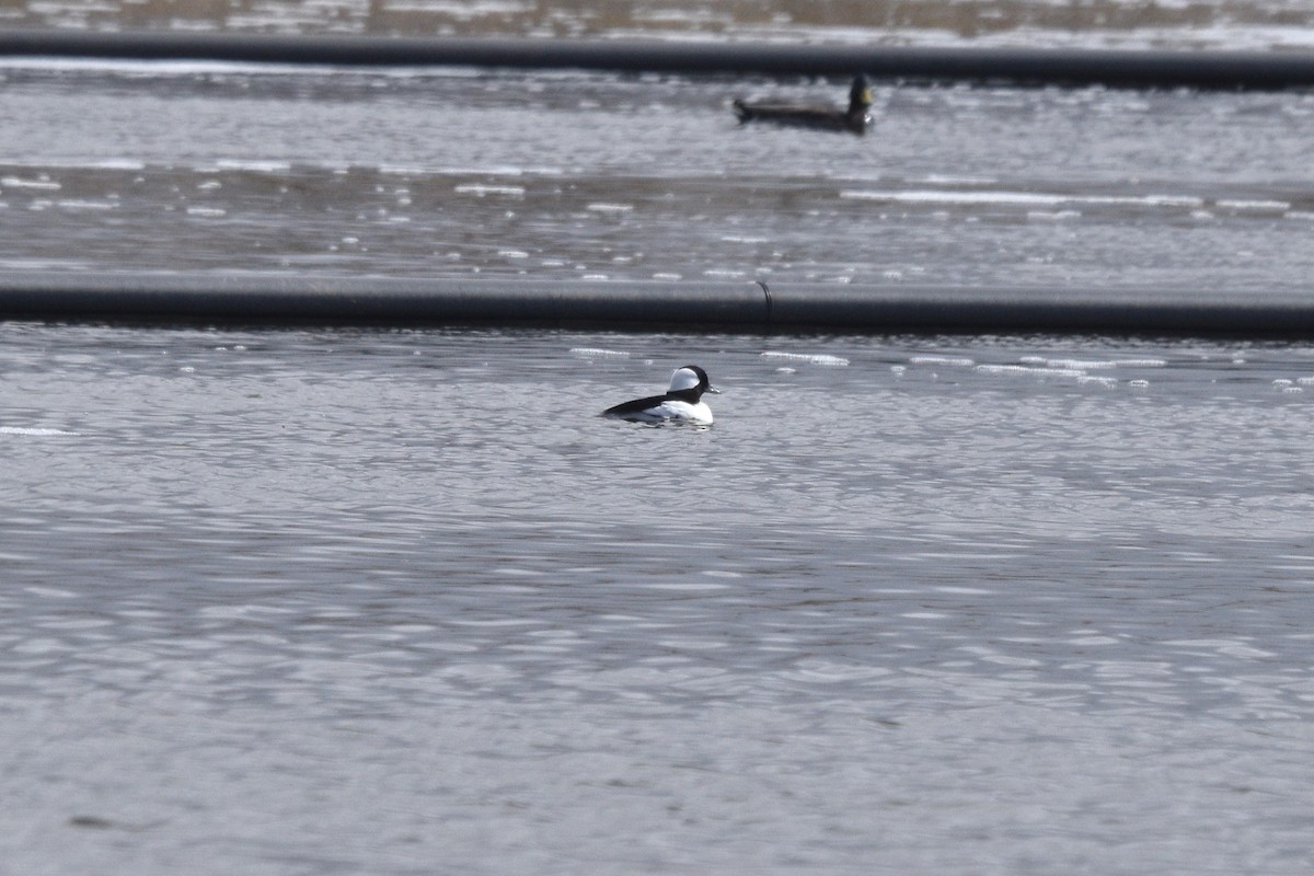 Bufflehead - ML617989482