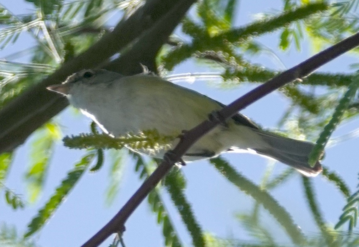 Bell's Vireo (Arizona) - Chuck  Mitchell