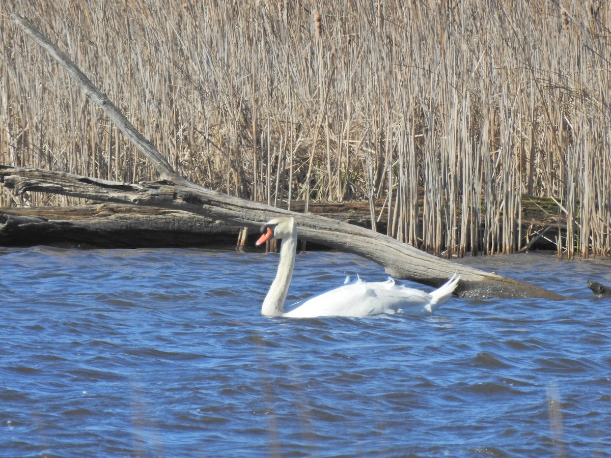 Mute Swan - ML617989562