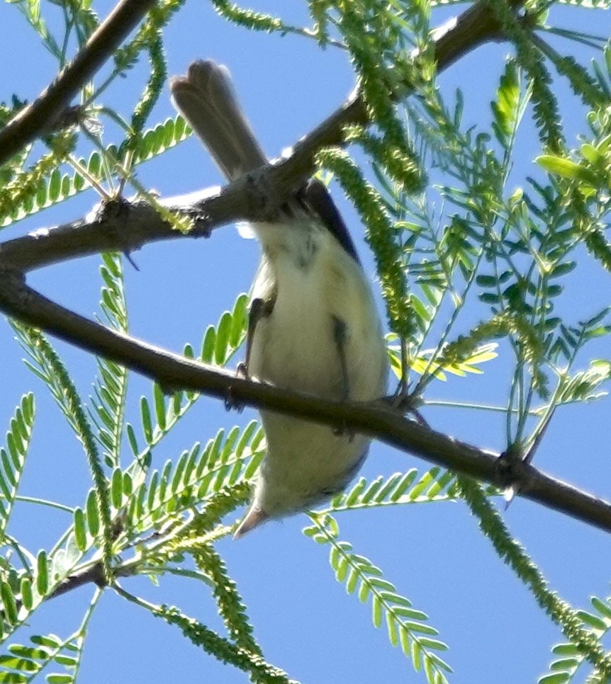 Braunaugenvireo (arizonae) - ML617989573