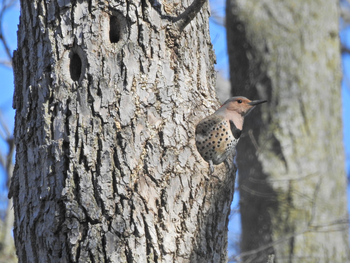 Northern Flicker - ML617989575