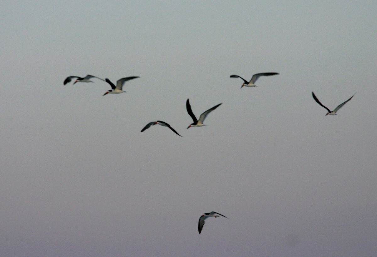 Black Skimmer - ML617989620