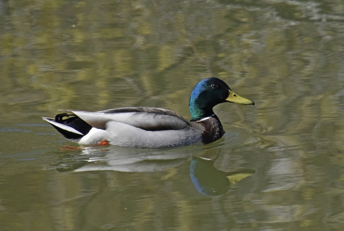 Mallard - Robert Allie