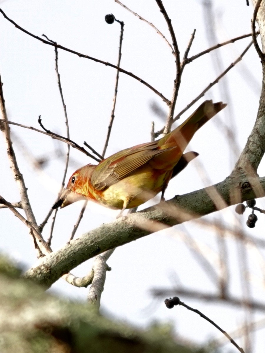 Summer Tanager - ML617989634