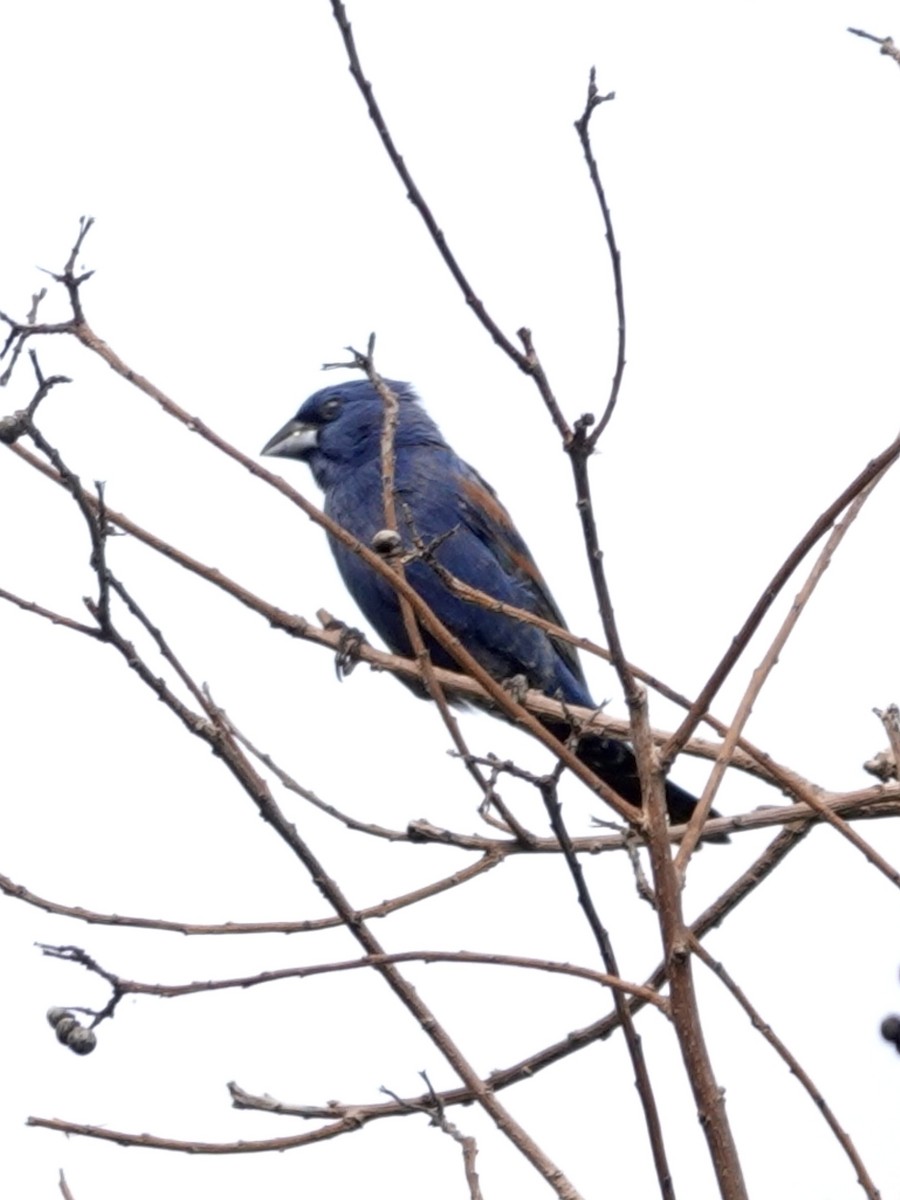 Blue Grosbeak - ML617989642