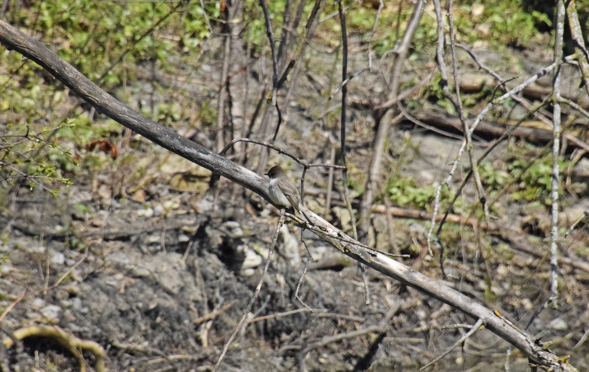 Eastern Phoebe - ML617989646