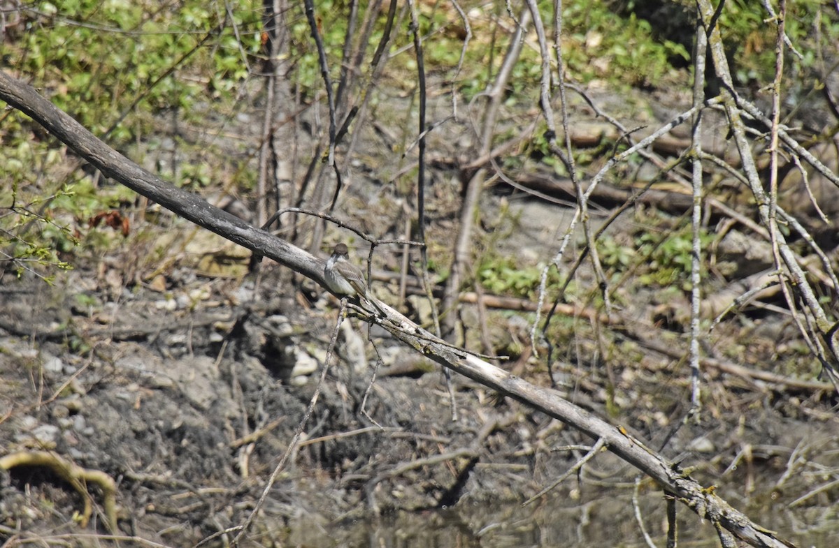 Eastern Phoebe - ML617989647
