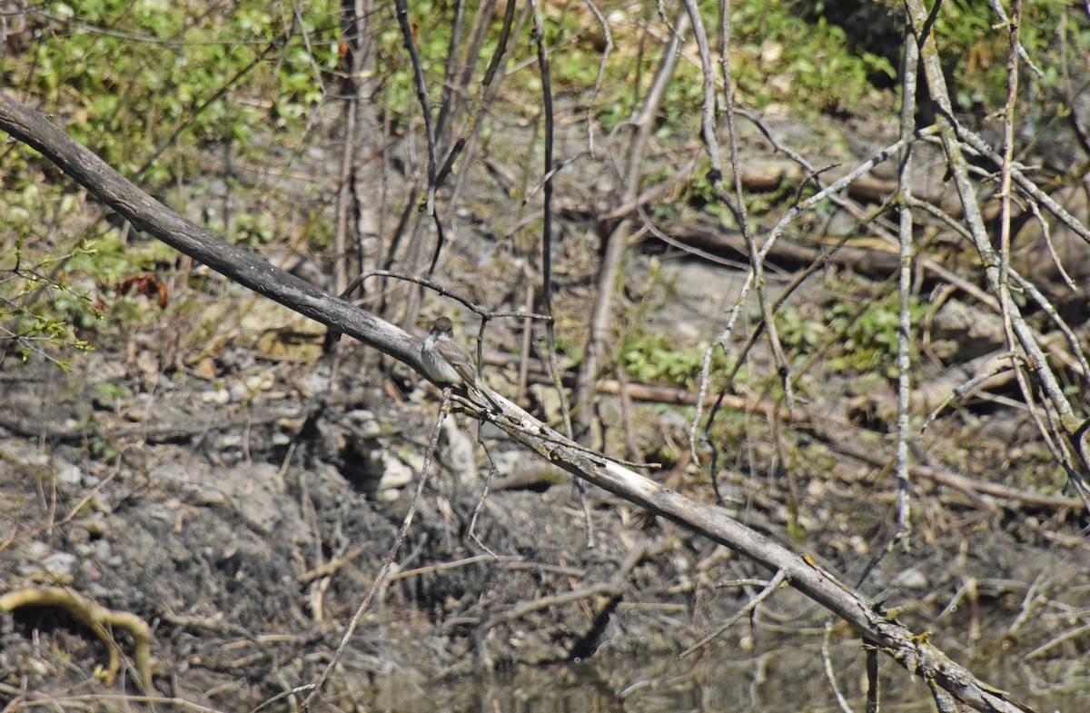 Eastern Phoebe - Robert Allie