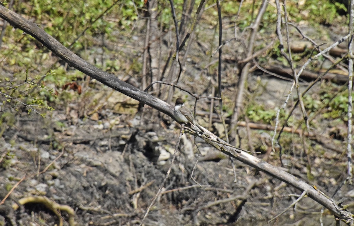 Eastern Phoebe - ML617989648