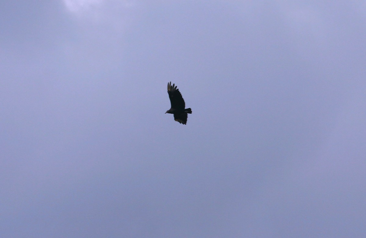 Black Vulture - ML617989655